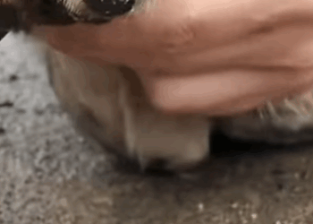 T1207013 Rescue puppies rescue animals animalsofreel rescuedog dog puppy part2