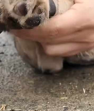 T1207013 Rescue puppies rescue animals animalsofreel rescuedog dog puppy part2