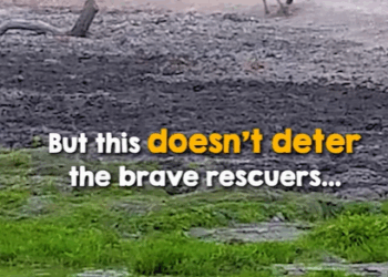 T1207005 Baby Zebra Imprints On Rescuers part2