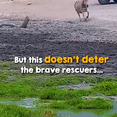 T1207005 Baby Zebra Imprints On Rescuers part2