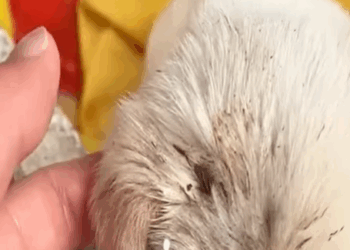 T1207009 Puppy bitten by mother dog screaming owner ignores part2