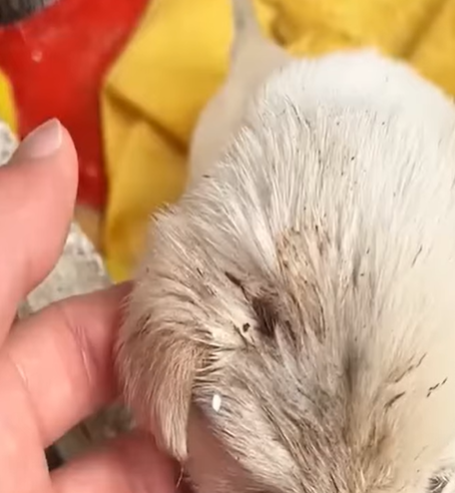 T1207009 Puppy bitten by mother dog screaming owner ignores part2