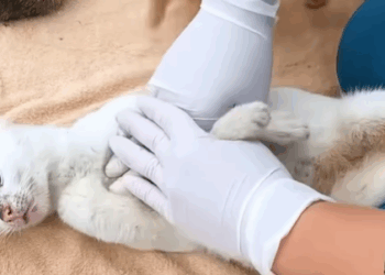 T1207023 Rescue puppy rescue animals rescuesquirrel animalsofreel dog rescuedog rescueanimals part2