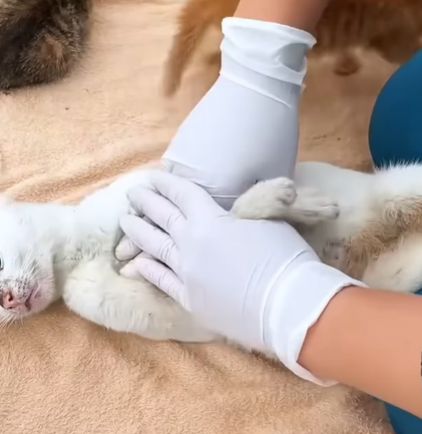 T1207023 Rescue puppy rescue animals rescuesquirrel animalsofreel dog rescuedog rescueanimals part2