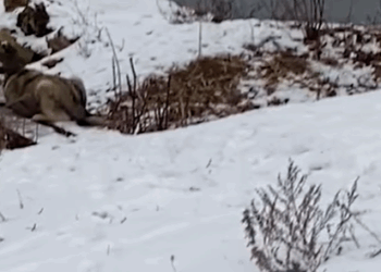 T1207004 Ukrainian Men Use Axe to Save Dog Caught in Bridge part2