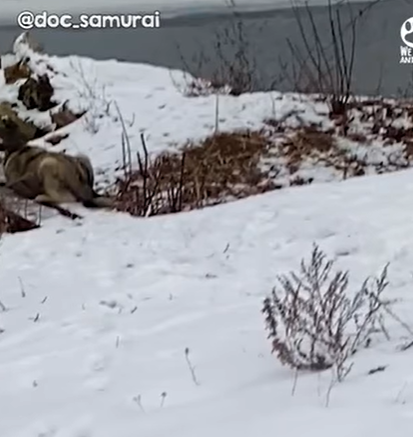 T1207004 Ukrainian Men Use Axe to Save Dog Caught in Bridge part2