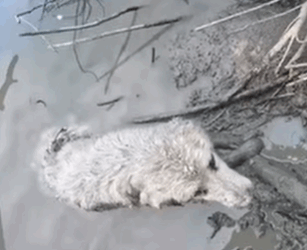 T2107005 He Cried Silently in the Mud And Then an Angel Appeared part2