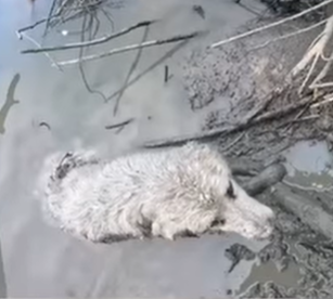 T2107005 He Cried Silently in the Mud And Then an Angel Appeared part2