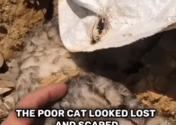 T0207011 This poor little kitten was trapped part2