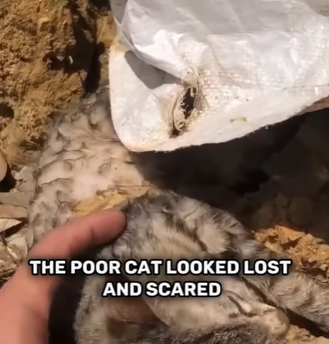 T0207011 This poor little kitten was trapped part2