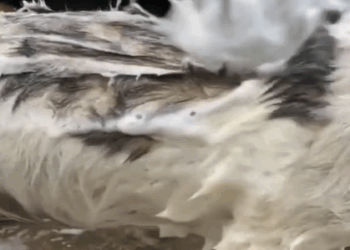 T1207022 Saved from the River Safe in Loving Arms part2