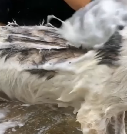 T1207022 Saved from the River Safe in Loving Arms part2