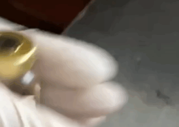 T1207015 kitten died on the road miracle happened part2