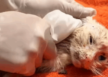 T1207021 Rescue cat rescue rescueanimals animals cat fyp part2