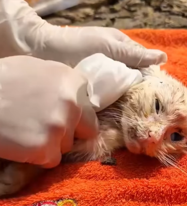 T1207021 Rescue cat rescue rescueanimals animals cat fyp part2