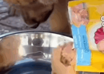 T1207011 Animals Rescue rescuedog dogrescue dogsofreel foryoupage foryou dogs part2