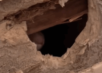 T1207008 Couple Smash Wall To Rescue Cat part2