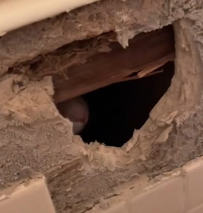 T1207008 Couple Smash Wall To Rescue Cat part2