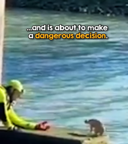 T1207001 Snapping Chihuahua Makes Rescue Difficult part2