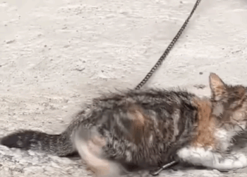 T1207002 Chained Cat Help free poor cat from cruelty part2