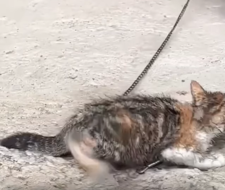 T1207002 Chained Cat Help free poor cat from cruelty part2