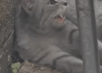 T0807017 First time mother of poor cat part2