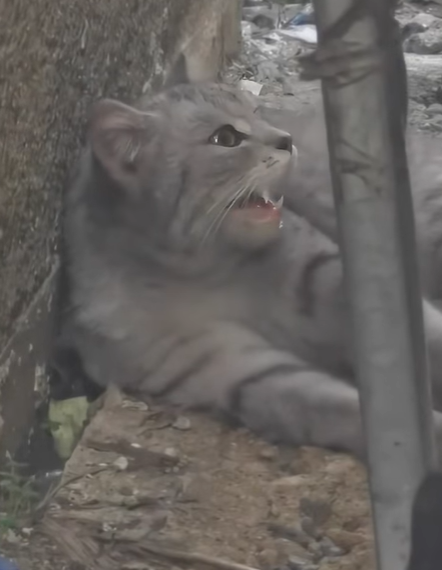 T0807017 First time mother of poor cat part2