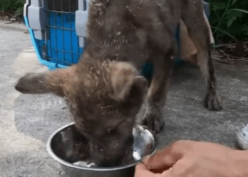 T0207008 Thank God This Puppy Was Found and Saved part2