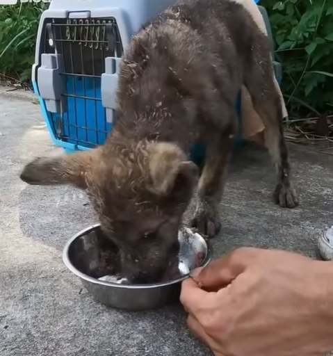 T0207008 Thank God This Puppy Was Found and Saved part2