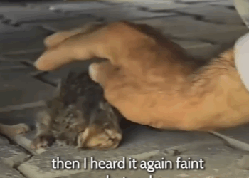 T0207006 Heard Tiny Meow and It Changed Everything part2