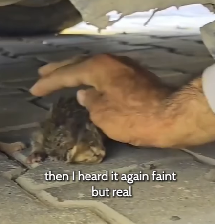 T0207006 Heard Tiny Meow and It Changed Everything part2