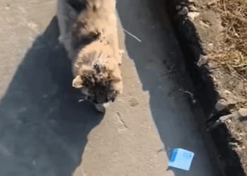 T0807013 Every life matters part2