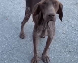 T2107003 Abandoned and Broken His Eyes Pleaded for Help part2