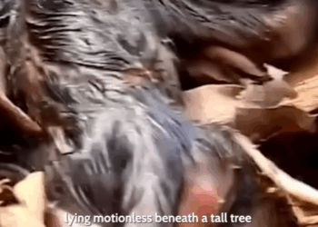 T0207005 Left to Die in the Wild But This Tiny Baby Had One Last Chance part2