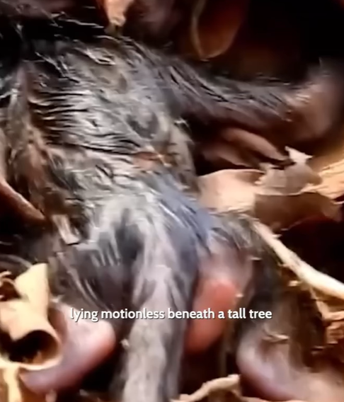 T0207005 Left to Die in the Wild But This Tiny Baby Had One Last Chance part2