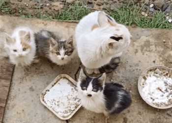 T0807018 Found love on the street part2