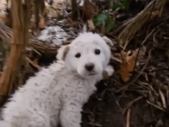 T2107006 Bleeding and Bare Her Spirit Drowned in Silence puppylove puppies Animal Lives Matter part2