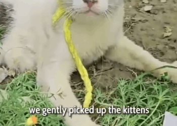 T0207001 We Almost Drove Past Her Then We Saw the Tiny Faces Hiding Beside Her part2