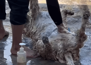 T0807009 Clean pet part2