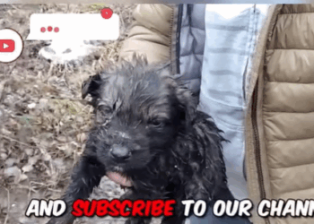 T2107010 Found Helpless Puppy With Wounded Eye His Pain Broke Our Hearts part2