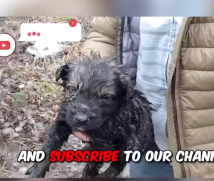 T2107010 Found Helpless Puppy With Wounded Eye His Pain Broke Our Hearts part2