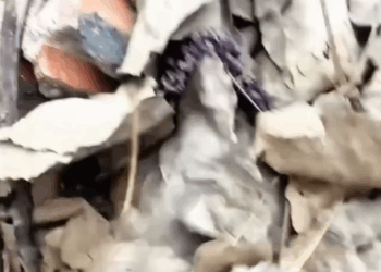 T0207003 We Saw Something Moving Under the Leaves And Found Him part2