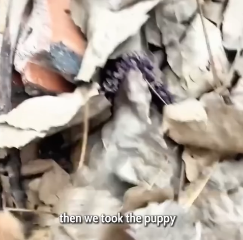 T0207003 We Saw Something Moving Under the Leaves And Found Him part2