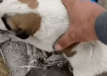 T0807016 Fear turned into trust part2