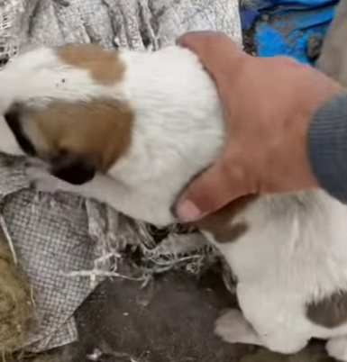 T0807016 Fear turned into trust part2