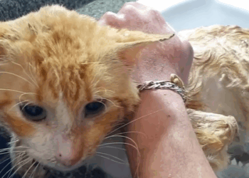 T2107022 Rescue abandoned cat you love animals please leave good wishes thank part2