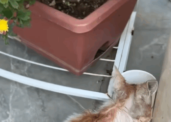 T0207019 The motherless kitten had to fend for itself part2