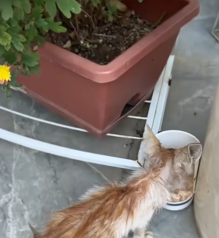 T0207019 The motherless kitten had to fend for itself part2