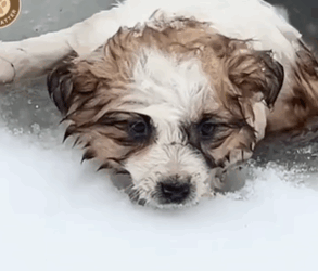 T2107002 Tiny Pup Fought for Life in Silence While the World Walked By puppylove puppies Animal Lives Matter part2