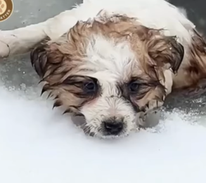 T2107002 Tiny Pup Fought for Life in Silence While the World Walked By puppylove puppies Animal Lives Matter part2
